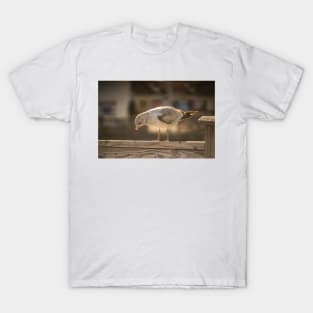 Medium gull T-Shirt